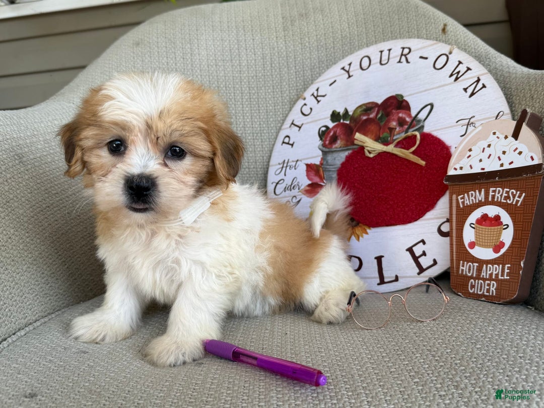 Teddy Bear dogs for sale: Felicity - Image 2