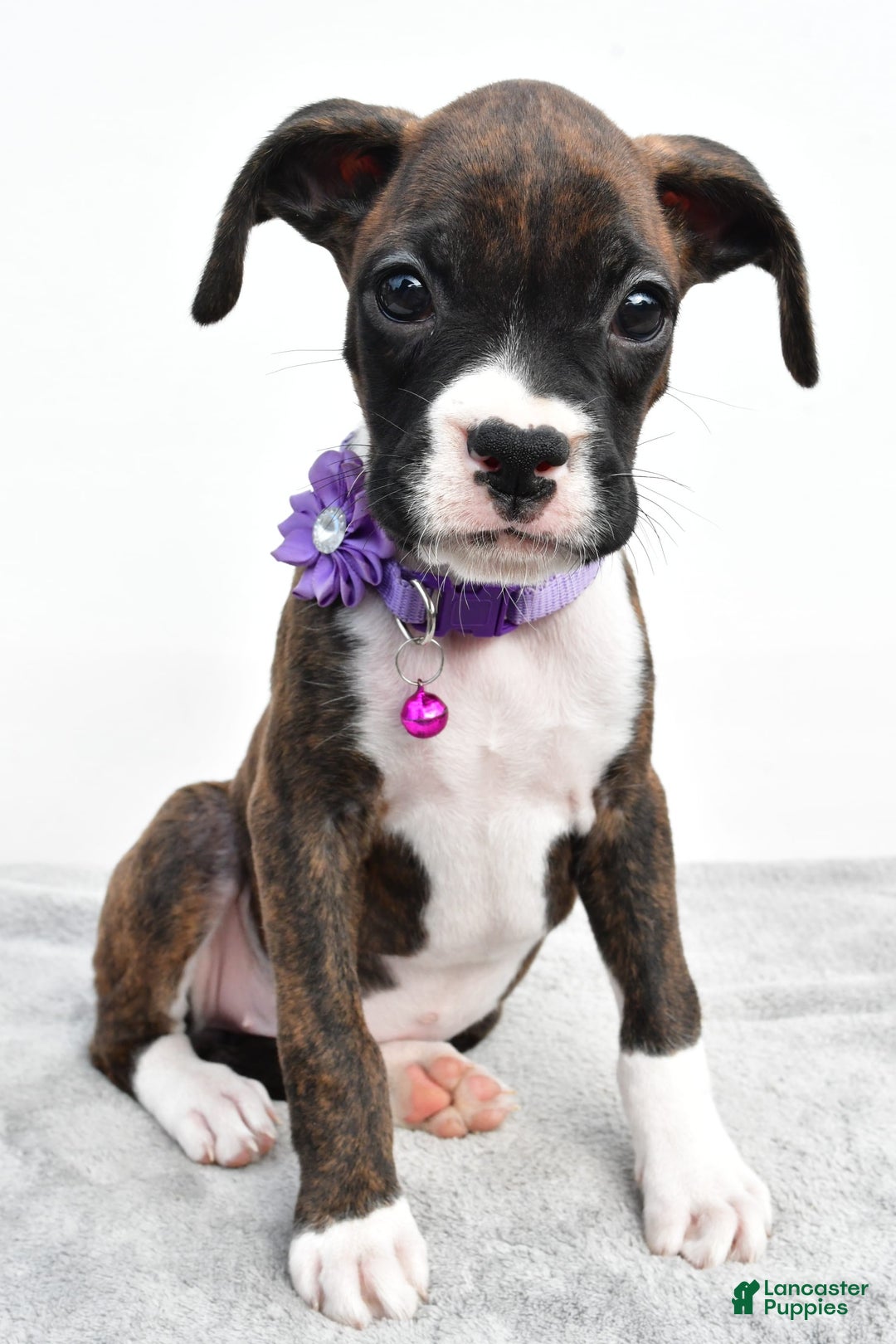 Boxer dogs for sale: Remi - Image 2