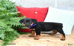 Rottweiler dogs for sale: Rascal - Image 1
