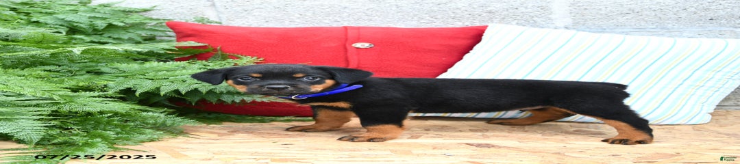Rascal
