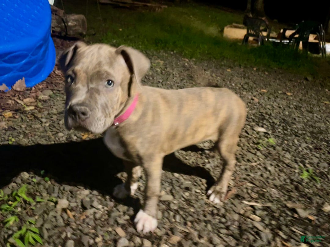American Bully dogs for sale: Majestic - Image 24