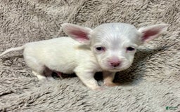 Chihuahua dogs for sale: Carter - Image 2