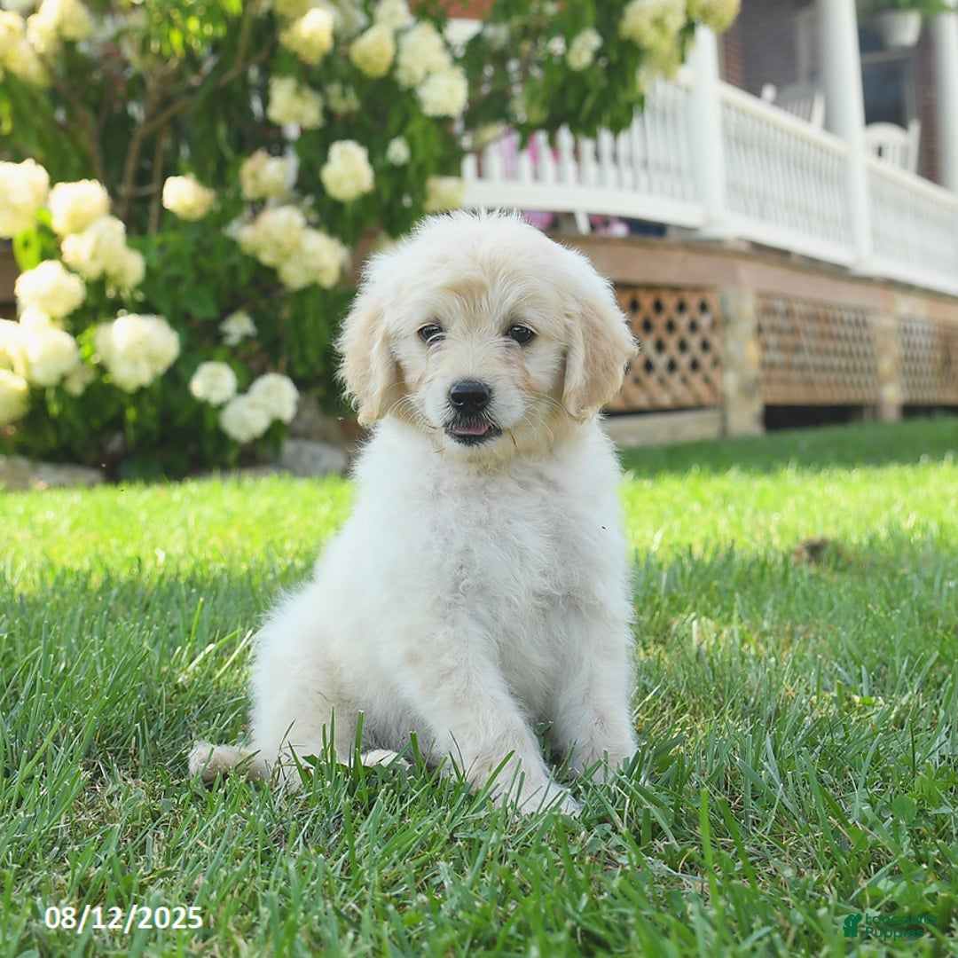 Mini Goldendoodle dogs for sale: Hiccup - Image 2