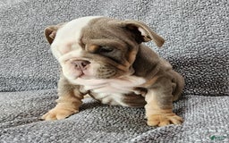 English Bulldog dogs for sale: Groza - Image 4