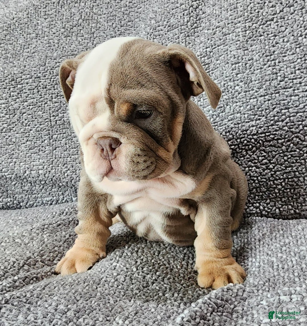English Bulldog dogs for sale: Groza - Image 4