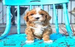 Cavapoo dogs for sale: Ace - Image 2