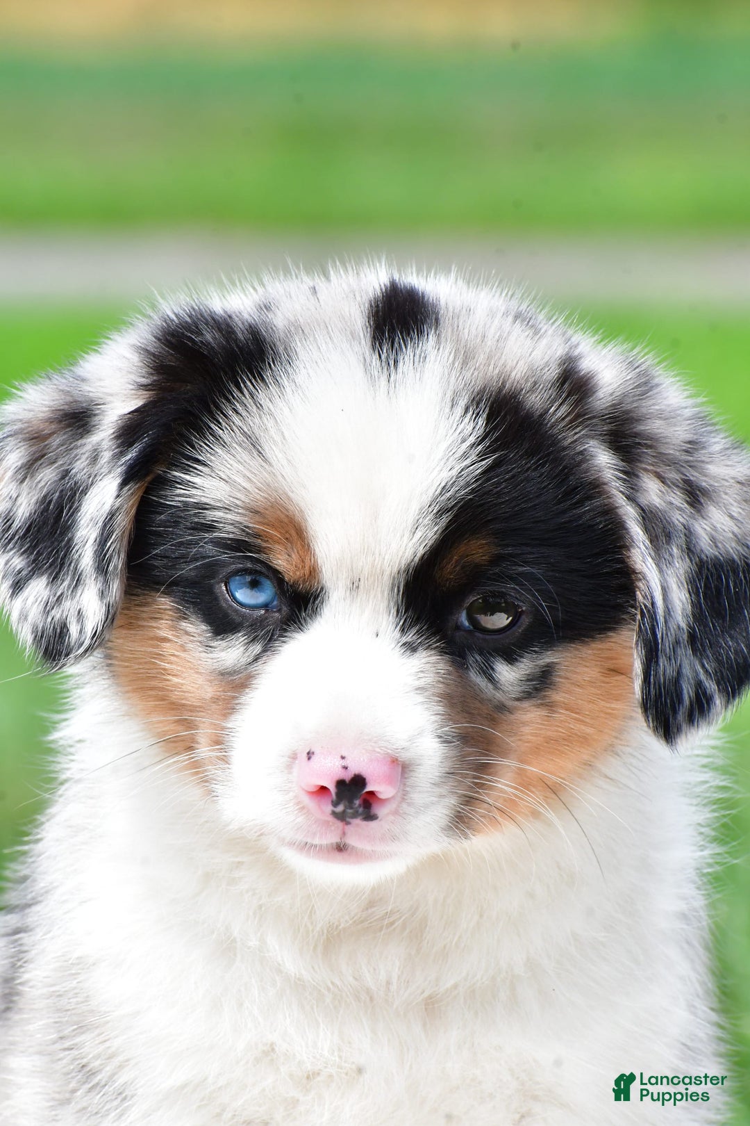 Australian Shepherd dogs for sale: Charlie - Image 5