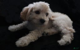 Cavachon dogs for sale: Hanna Male 1 - Image 7