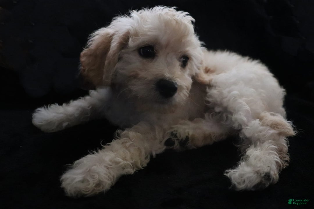 Cavachon dogs for sale: Hanna Male 1 - Image 7