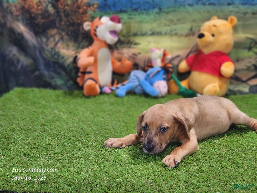 Catahoula Leopard Dog dogs for sale: Houdini 2025 Female 1 - Image 10