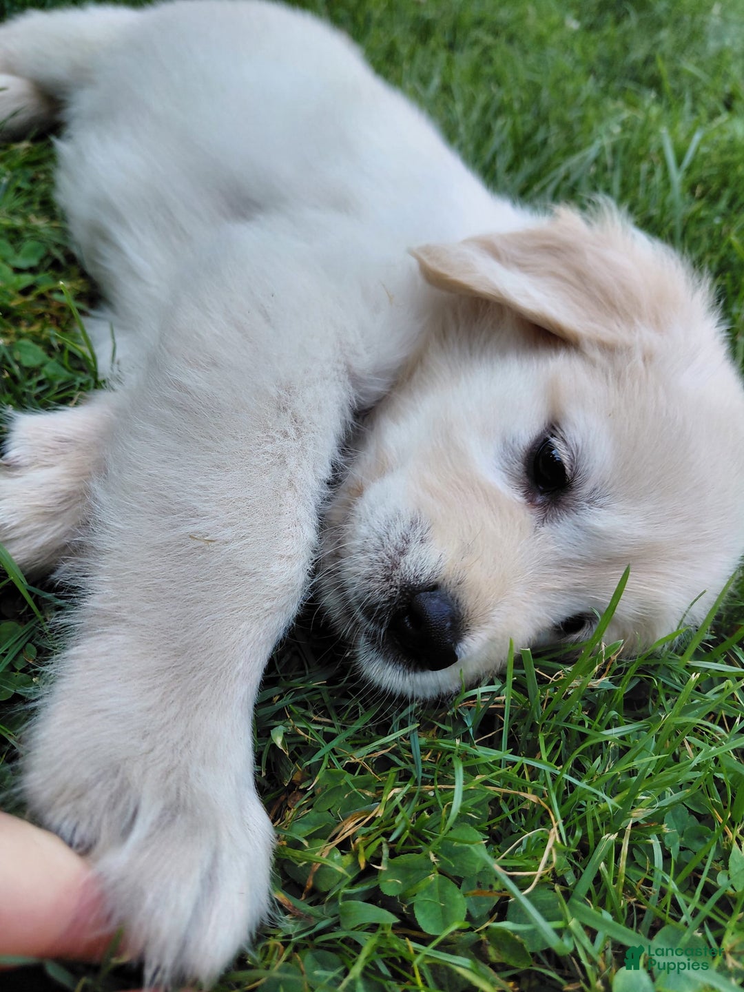 Golden Retriever dogs for sale: Pepper - Image 2