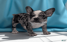 Frenchton dogs for sale: Hudson - Image 3
