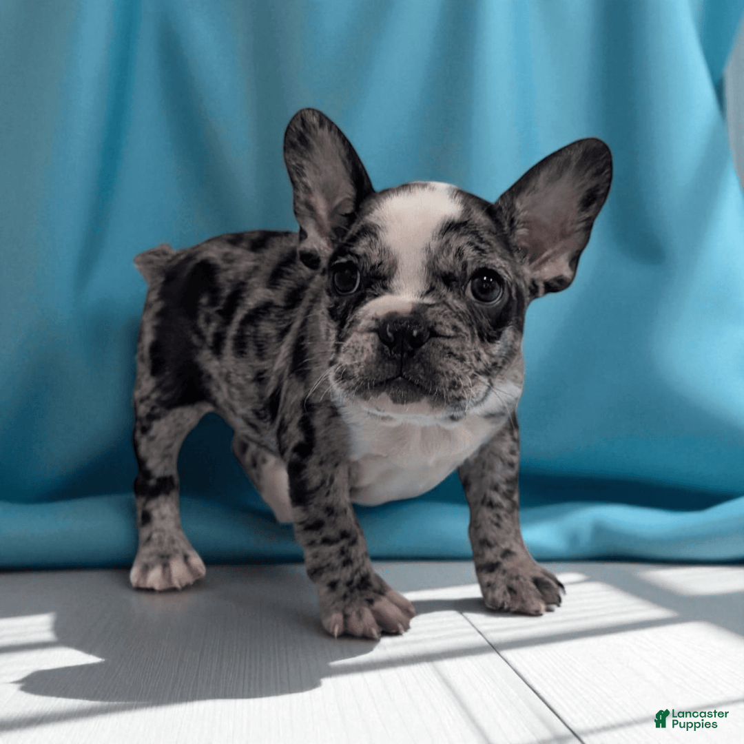 Frenchton dogs for sale: Hudson - Image 3