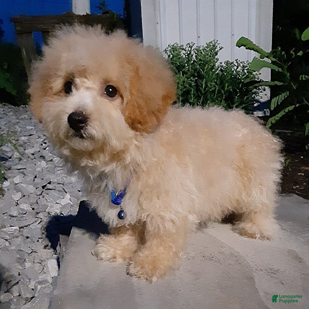 Bichpoo dogs for sale: Gabe - Image 5
