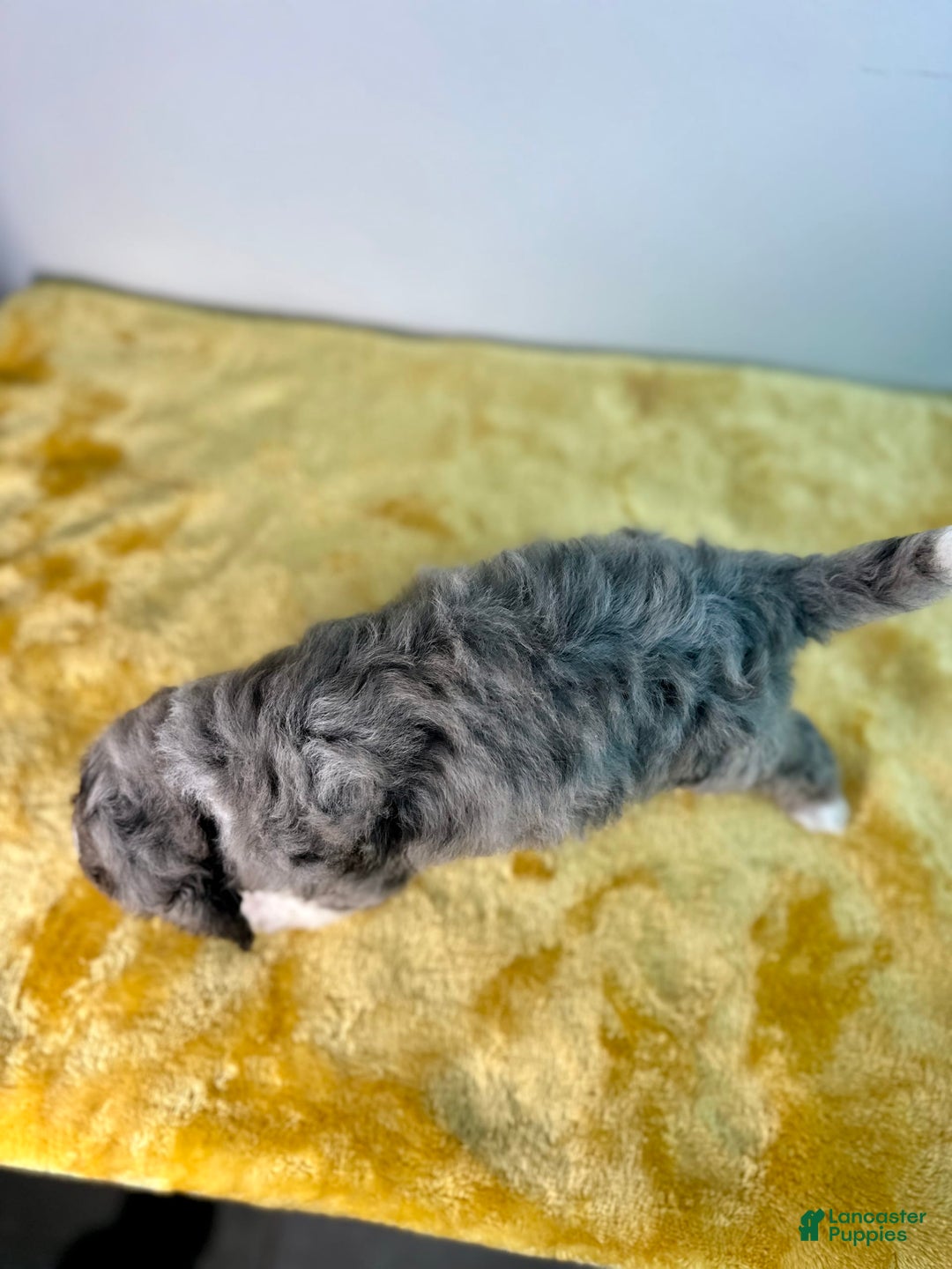 Mini Bernedoodle dogs for sale: Moon - Image 6