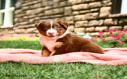 Australian Shepherd dogs for sale: Australian Shepherd 10 puppies - Image 26