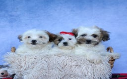 Shihpoo dogs for sale: Scarlett - Image 11