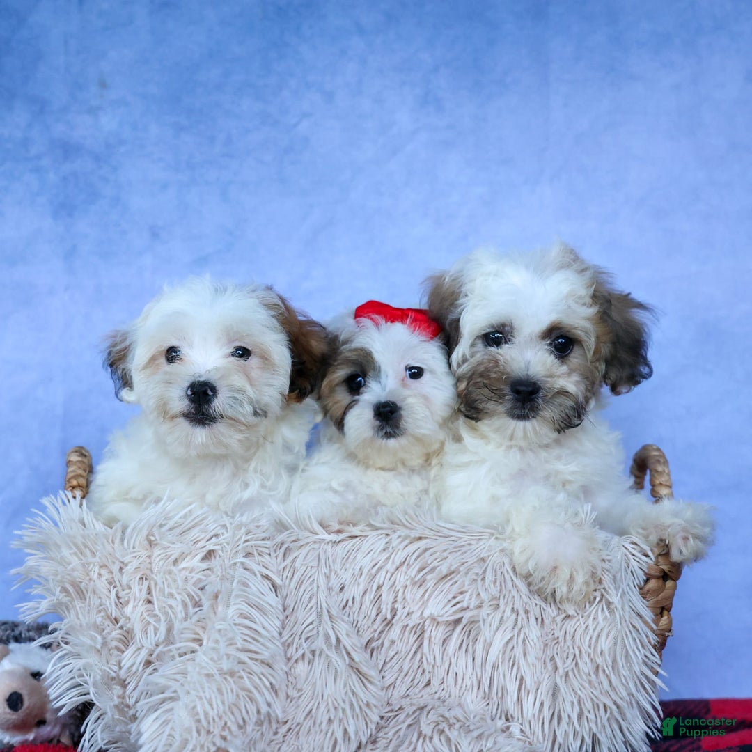 Shihpoo dogs for sale: Scarlett - Image 11