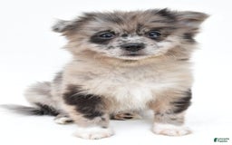 Pomeranian dogs for sale: Daisy - Image 9