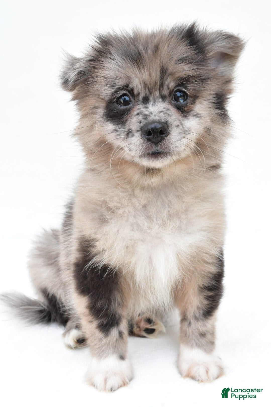 Pomeranian dogs for sale: Daisy - Image 9
