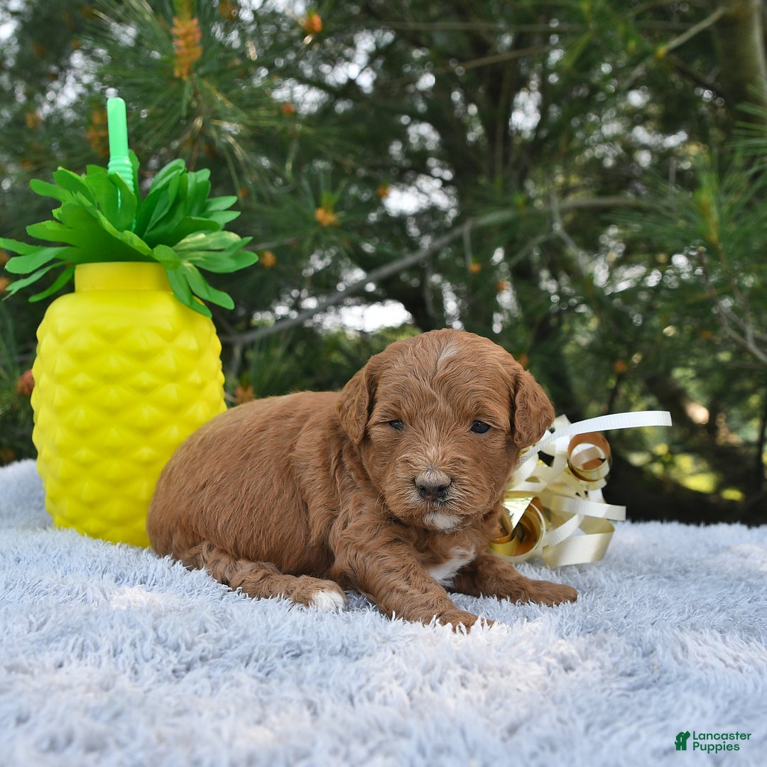 Mini Goldendoodle dogs for sale: Emily - Image 1