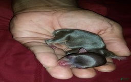 Chihuahua dogs for sale: Full Akc   Dealer - Image 10