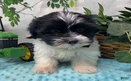 Shorkie dogs for sale: Little Milo - Image 5