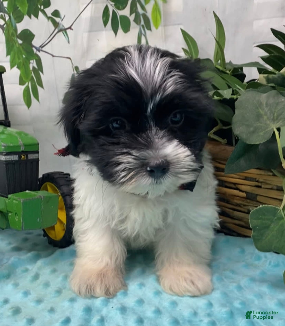 Shorkie dogs for sale: Little Milo - Image 5