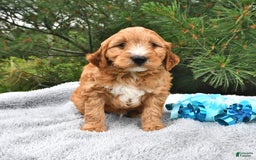 Mini Goldendoodle dogs for sale: Dancer - Image 18