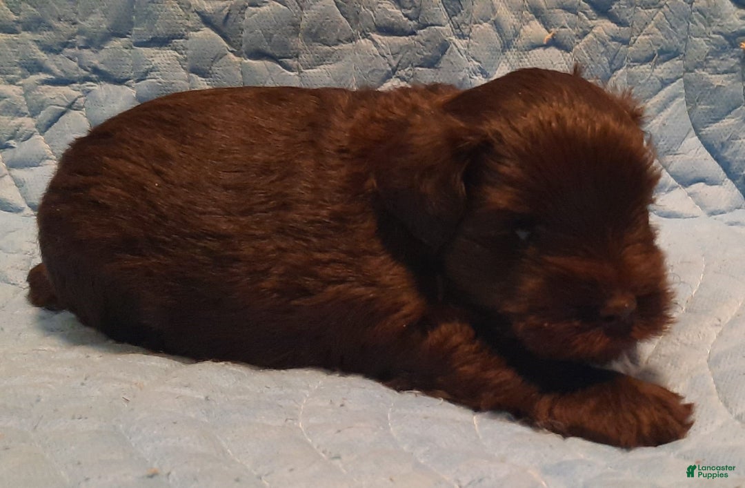 Miniature Schnauzer dogs for sale: Boy1 - Image 16