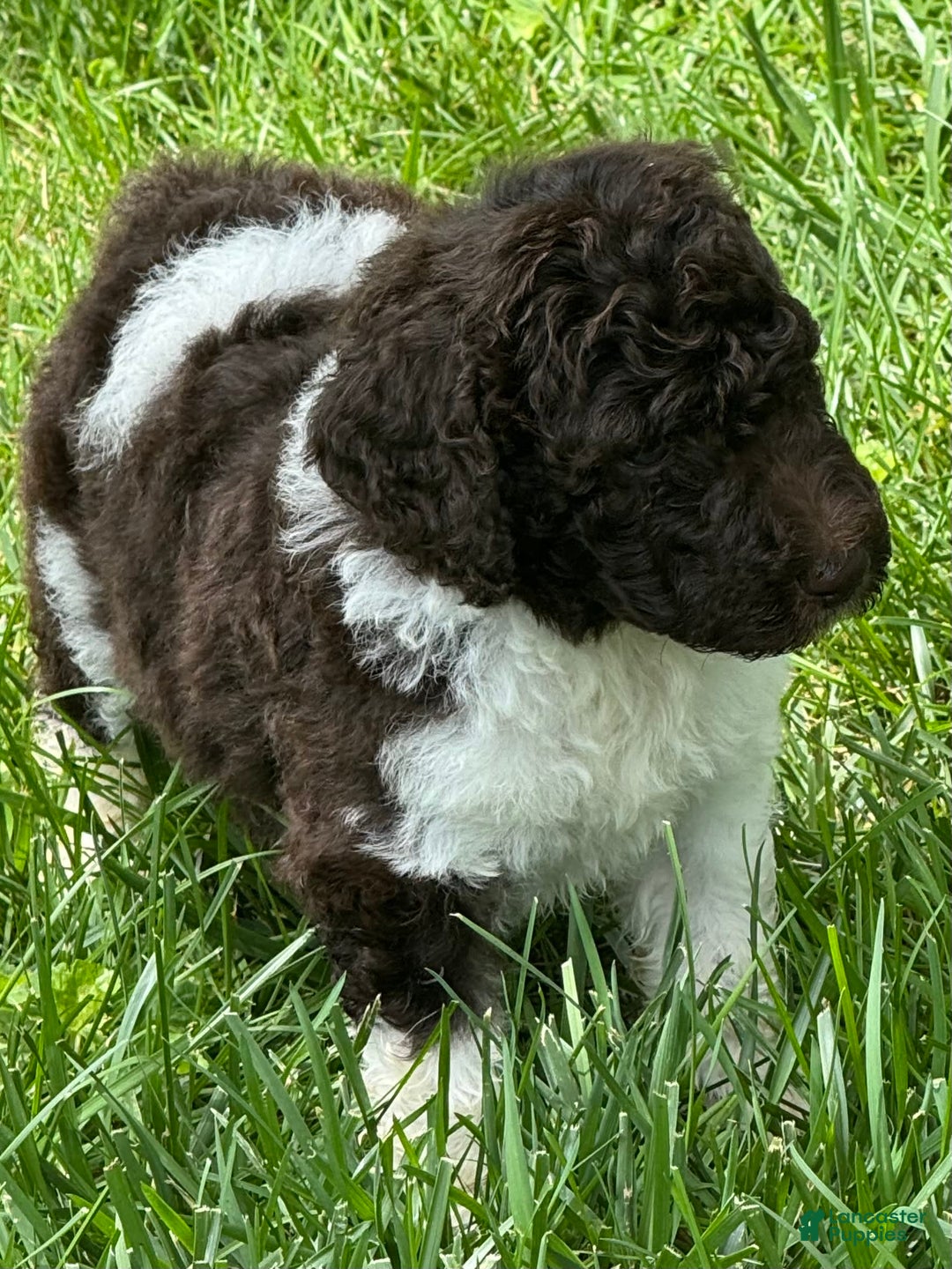 Labradoodle dogs for sale: Toby - Image 1