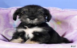Miniature Schnauzer dogs for sale: Austin - Image 6