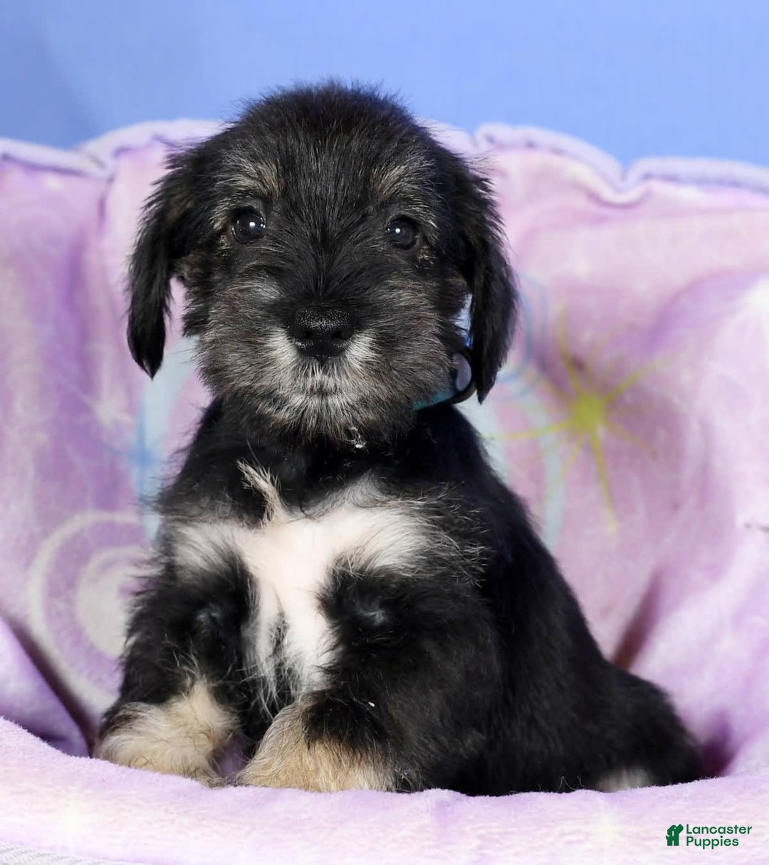 Miniature Schnauzer dogs for sale: Austin - Image 6