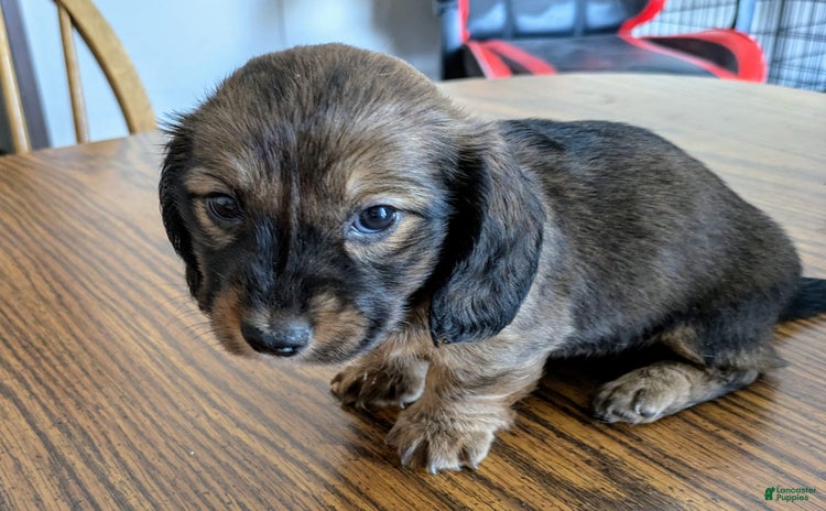 Miniature Dachshund dogs for sale - Ad 2
