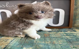 Pomeranian dogs for sale: Austin - Image 4