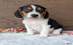 Beagle dogs for sale: Toby - Image 13