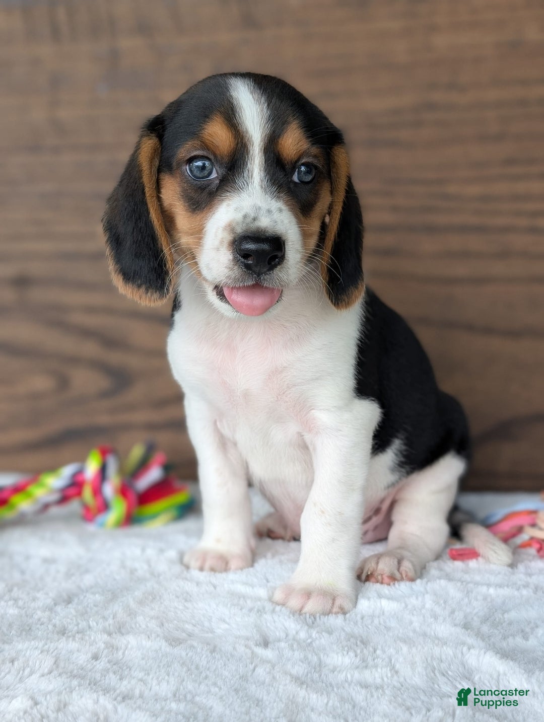 Beagle dogs for sale: Toby - Image 13