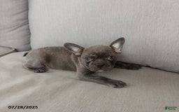 Frenchton dogs for sale: Carter - Image 1