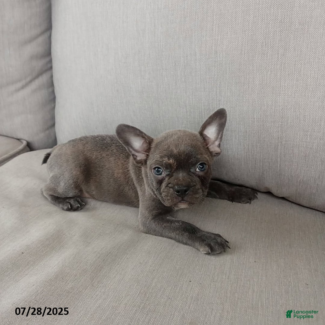 Frenchton dogs for sale: Carter - Image 1
