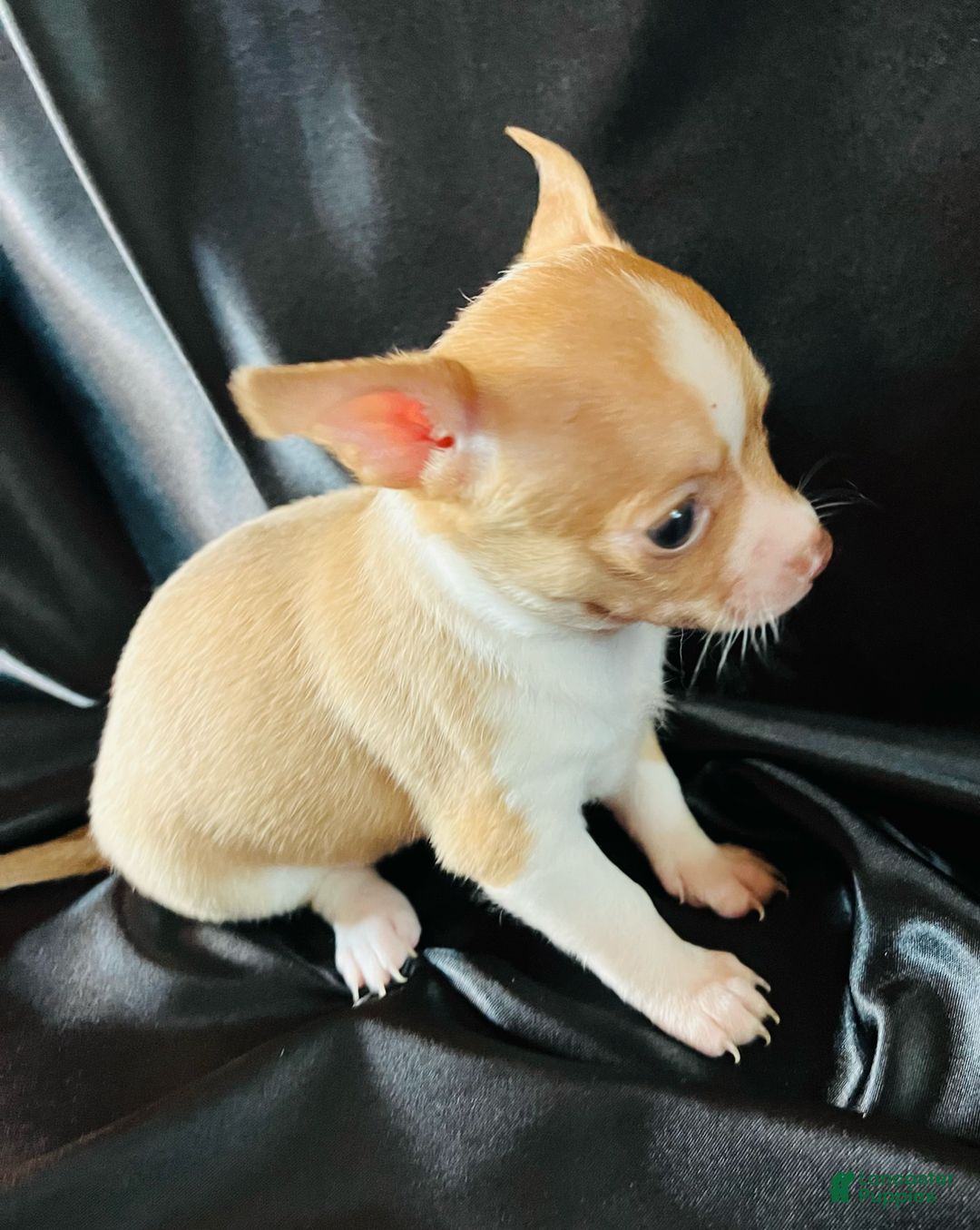 Chihuahua dogs for sale: Ginger - Blue Eyed Dual Pedigreed - Image 8