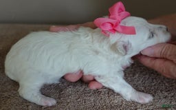 Maltipoo dogs for sale: Amara - Image 2