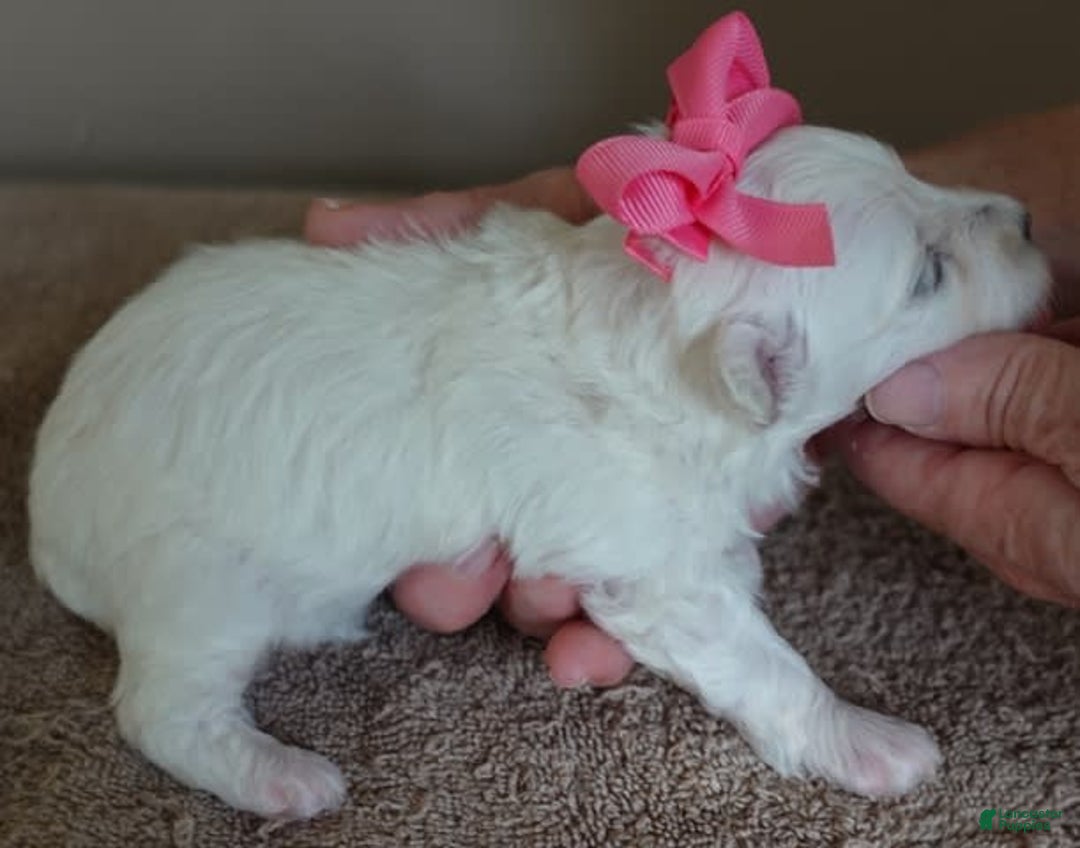 Maltipoo dogs for sale: Amara - Image 2