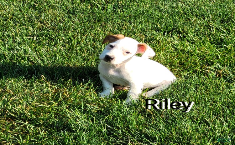 Jack Russell Terrier dogs for sale - Ad 1