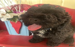 Cockapoo dogs for sale: Mickey - Image 3