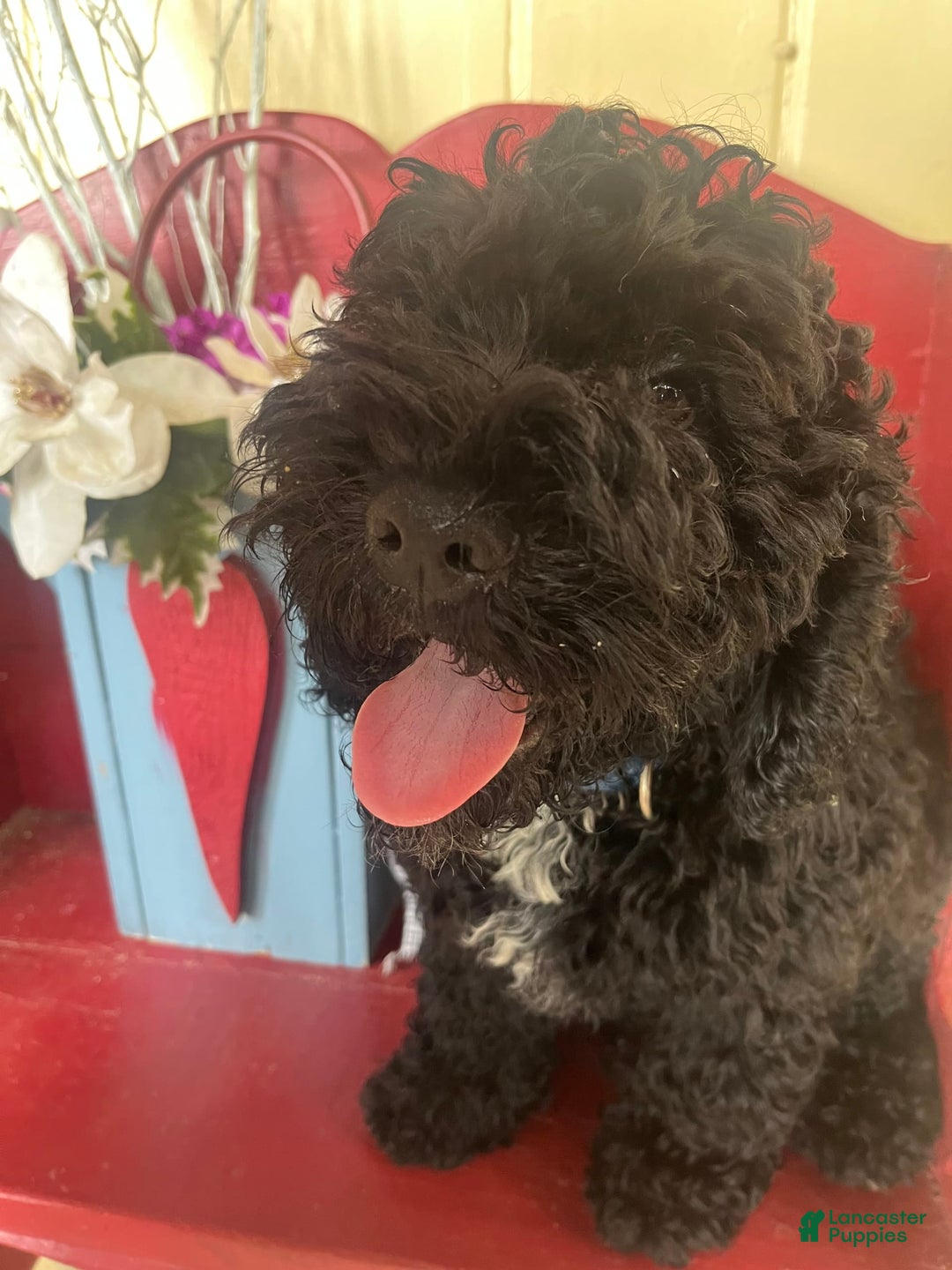 Cockapoo dogs for sale: Mickey - Image 3