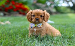 Cavalier King Charles Spaniel dogs for sale: Bradley - Image 8