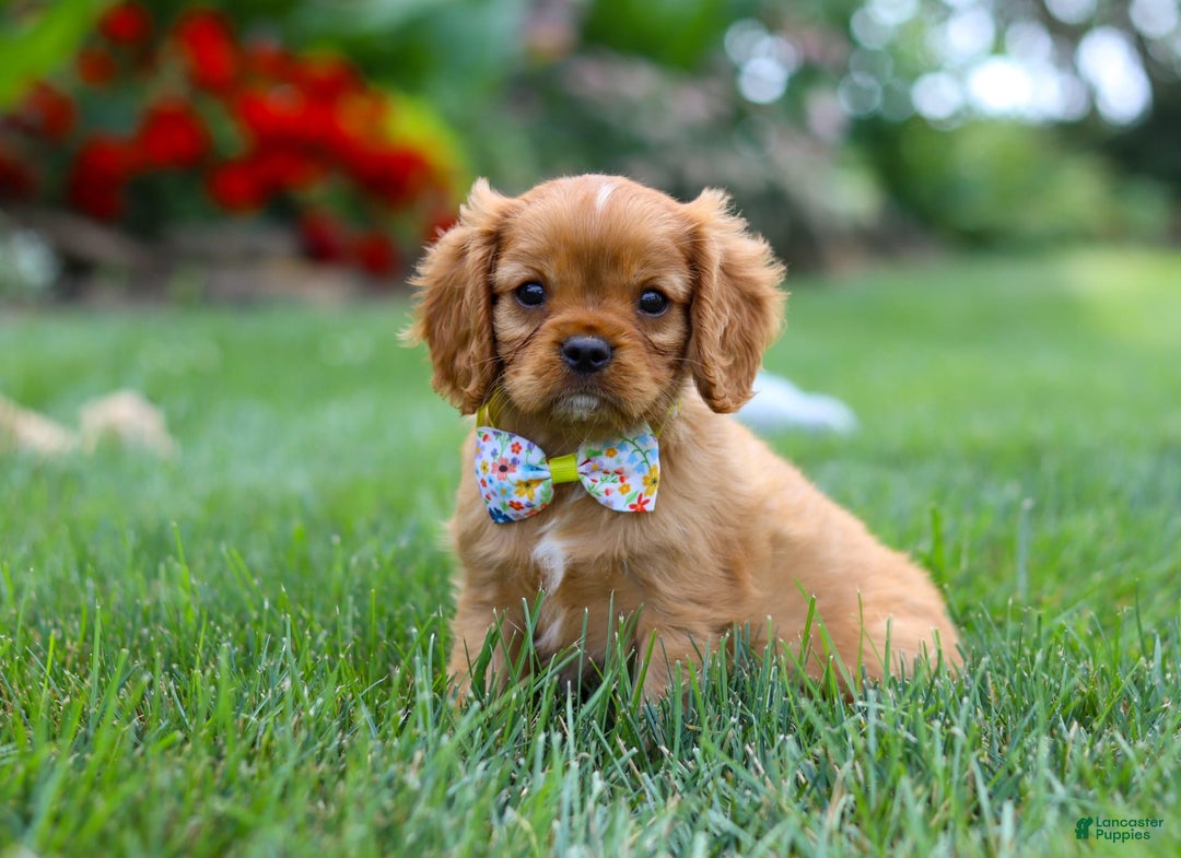 Cavalier King Charles Spaniel dogs for sale: Bradley - Image 8