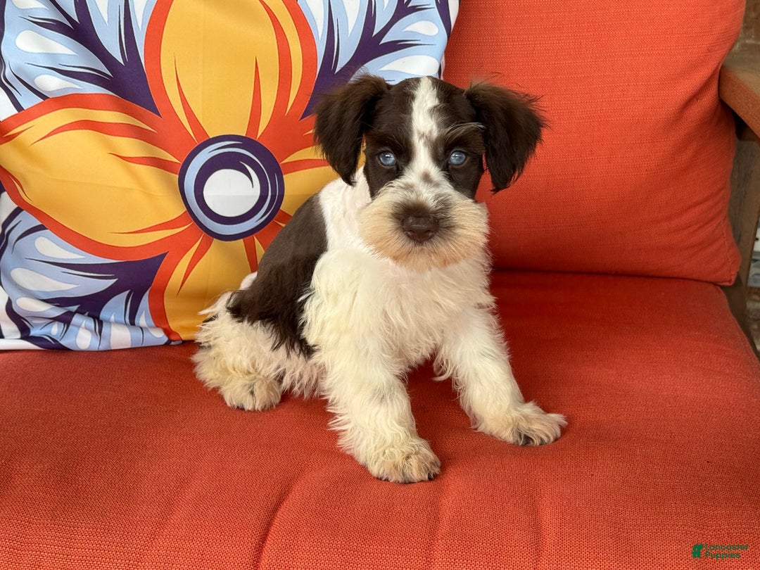 Miniature Schnauzer dogs for sale: Paisley Male 1 Liver Parti Blue Eyes - Image 2