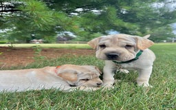 Mini Hippo dogs for sale: Duke - Image 3