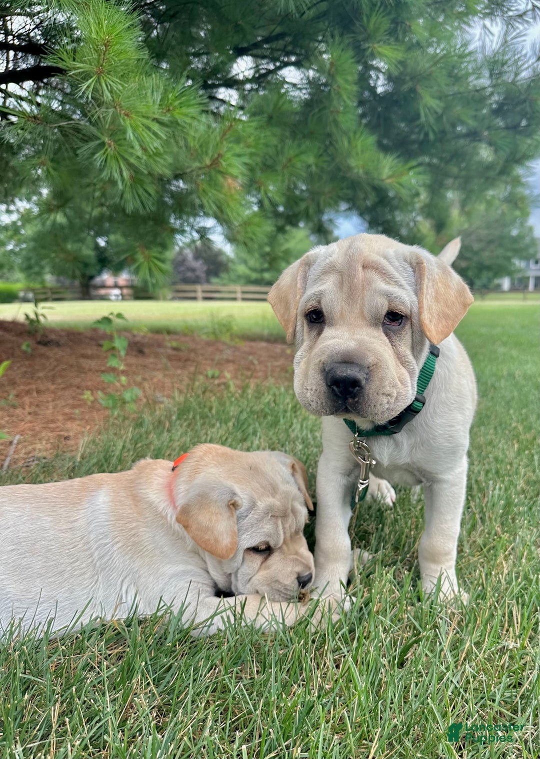 Mini Hippo dogs for sale: Duke - Image 3